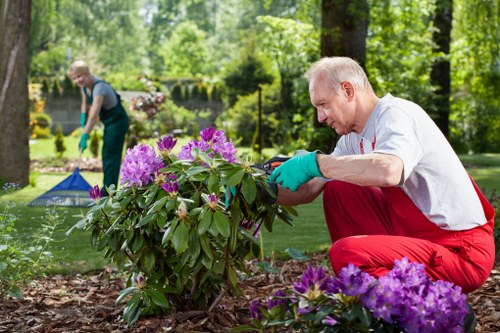 Professional tree surgery service for safer trees in New Southgate